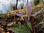81 Dente di cane (Erythronium dens canis) con vista in capanno di caccia